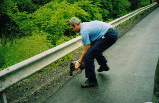 Alamo EMS crew member releasing rescued turtle to safety
